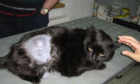 Pisică cu mastocitom cutanat
